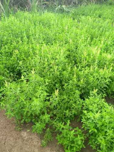 Organic Green Tulsi Plant