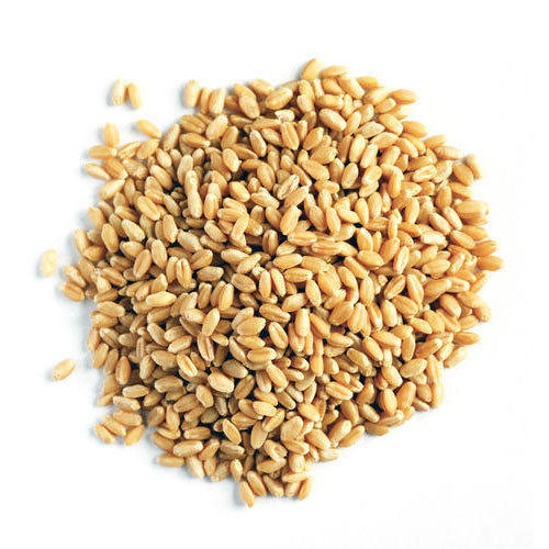Organic Pure Wheat Seeds
