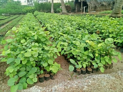 Organic Red Sandalwood Plants