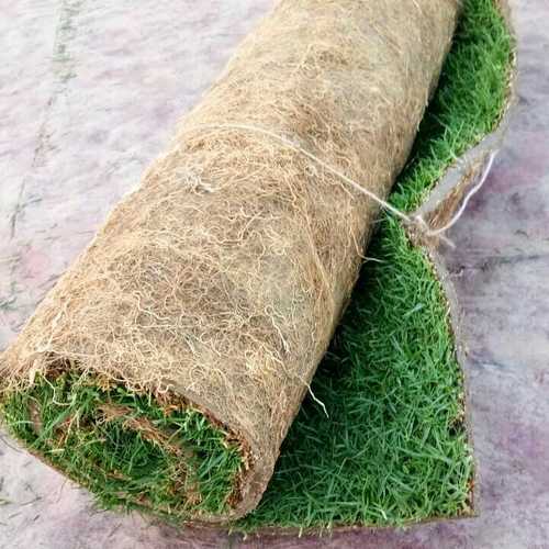 Green Mexican Long Grass