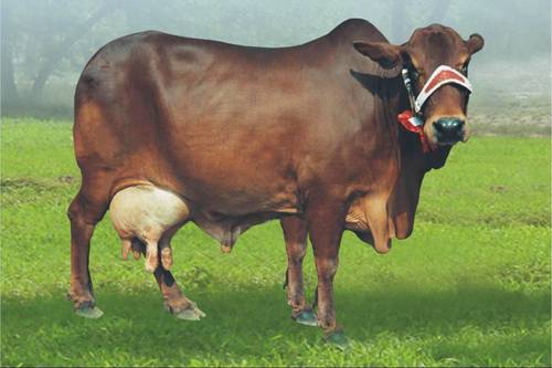 High Breed Sahiwal Cow