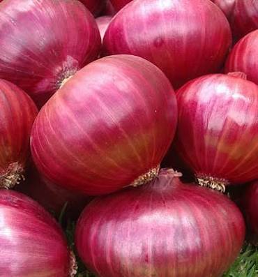 Indian Fresh Red Big Onion