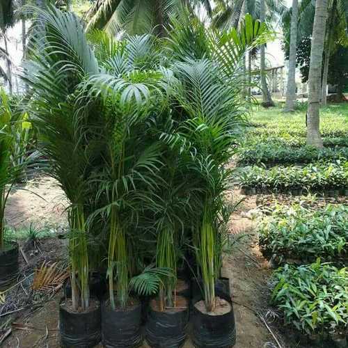 Green Natural Areca Palm Plant