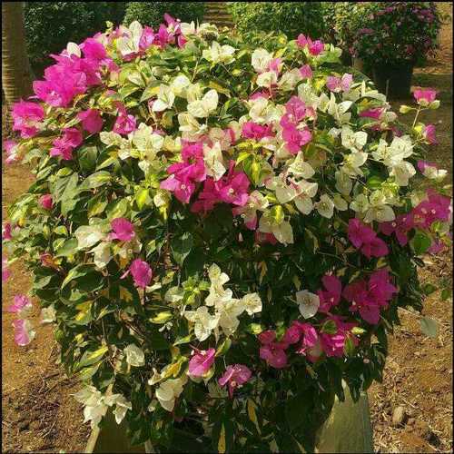 Natural Bougainvillea Garden Plants