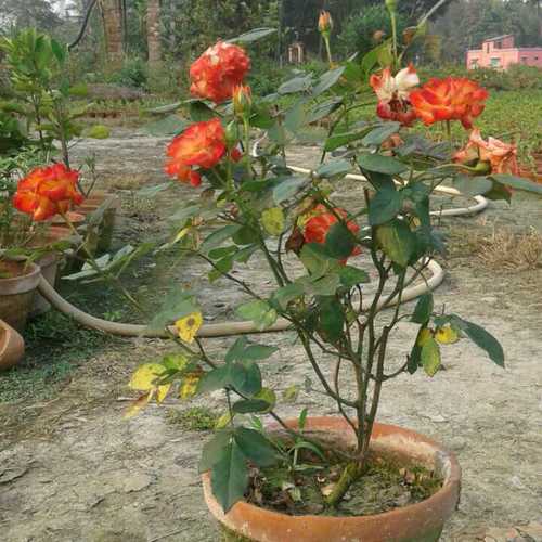Natural Garden Rose Plants
