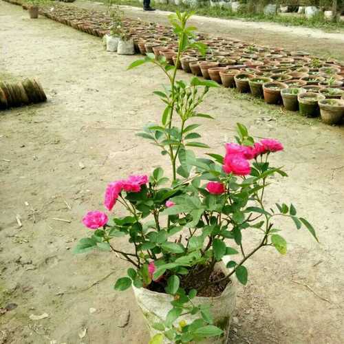 Natural Pink Rose Plants