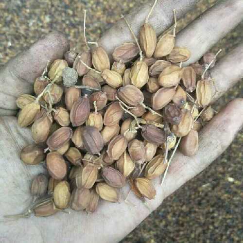 Neem Seed