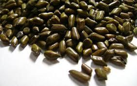 Cassia Tora Seeds - Sickle Pod Legume, 30-50 Seeds per Pod, Rich in Herbal Benefits