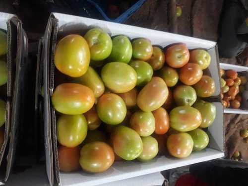 Export Quality Fresh Tomato