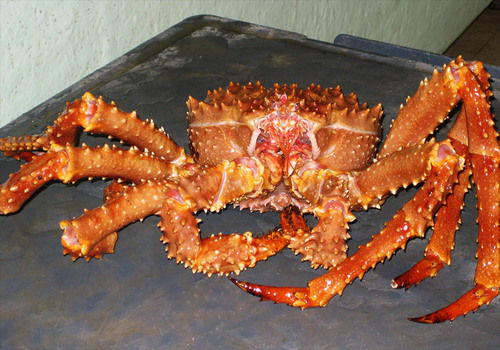 Fresh Frozen Alaska Crab