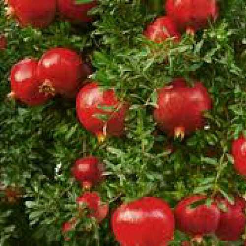 Organic Fresh Red Pomegranate