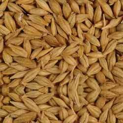 Assured Quality Barley Grain