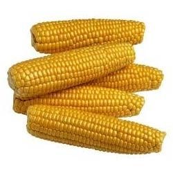 High Nutritional Value Yellow Corn