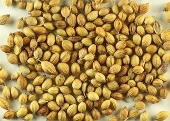 Coriander Seeds For Kitchen Spices