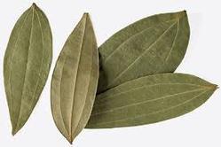 Organic Oleoresin Bay Leaf