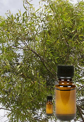 Eucalyptus Citriodora Oil - Pure Extract, Sweet Woody Aroma, Antiseptic & Insect Repellent Properties, Rich in Antioxidants