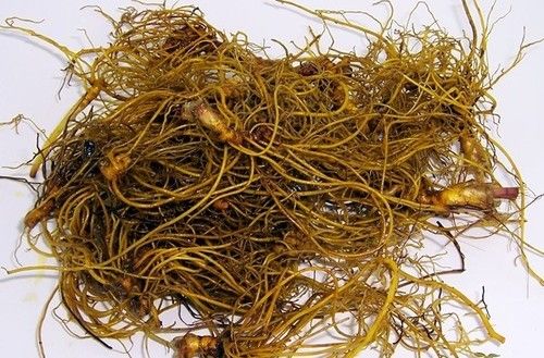 Natural Herbal Golden Seal (Pilajari)