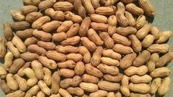 Optimum Quality Fresh Peanuts
