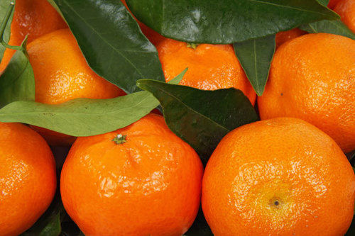 Fresh Mandarin Orange Fruit