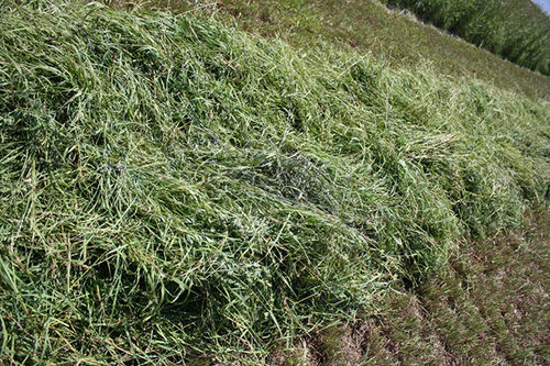 High Grade Alfalfa Hay