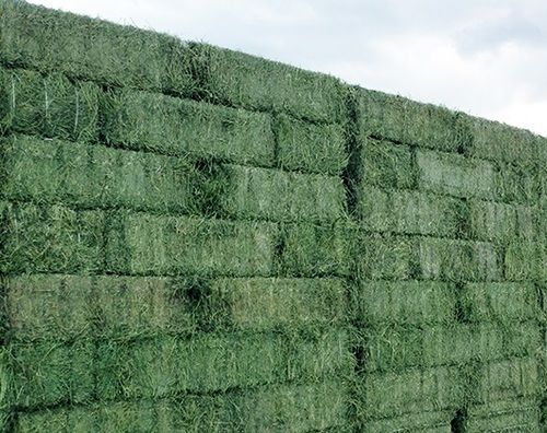 High Grade Dehydrated Alfalfa Hay