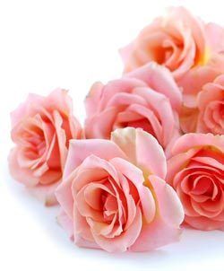 Affordable Fresh Rose Flowers