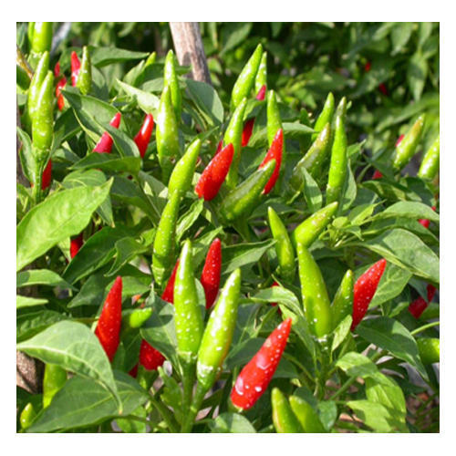 Best Quality Chilli Seeds