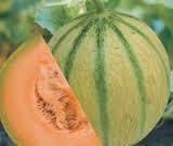 Highly Reliable Muskmelon Seed