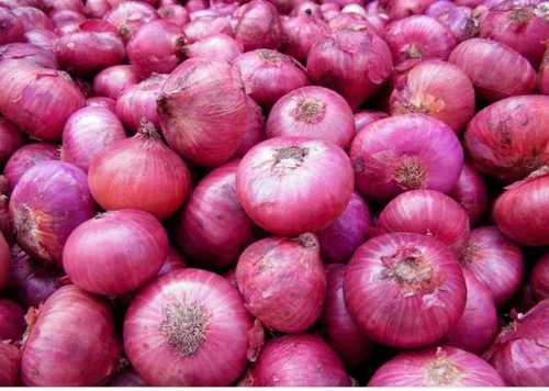 Low Price Red Onion