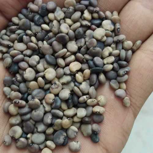 High Grade Cluster Beans