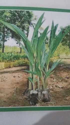 Coconut Arasampatty Tall Nursery Seedlings