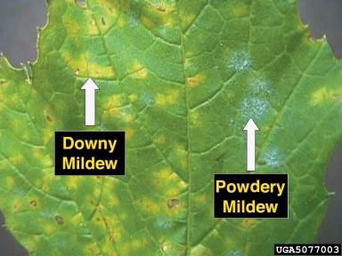 High Grade Bio Fungicides