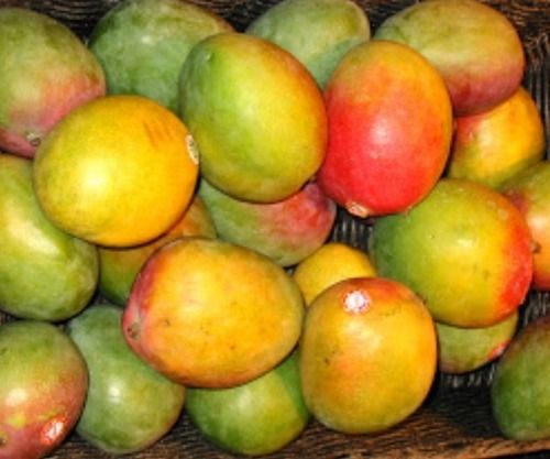 Export Quality Fresh Mango