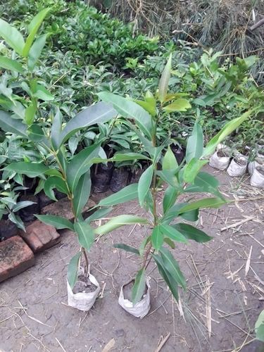 Hybrid Jamun (Jam) Plant