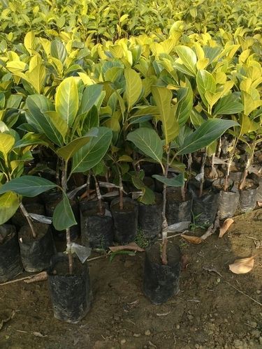 Hybrid Natural Jackfruit Plant