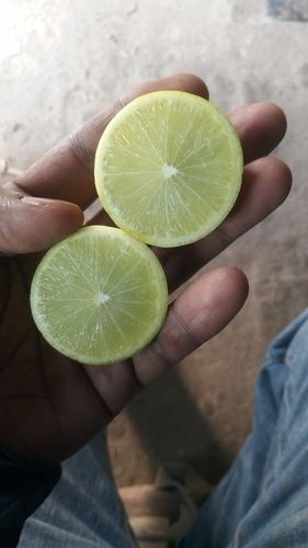 Hybrid Seedless Lemon Plant