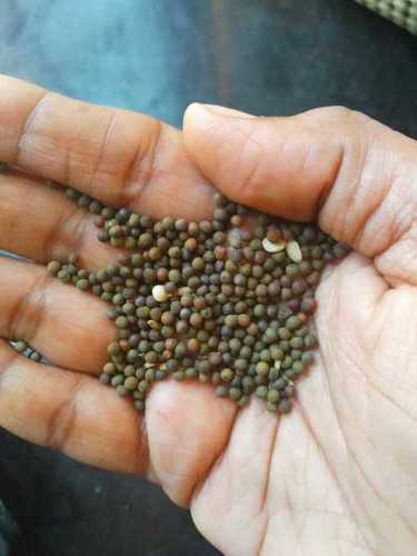 Natural Hybrid Mustard Seeds