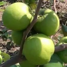 Thailand Apple Ber Plant