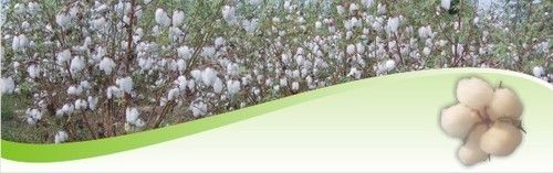 Best Quality Desi Cotton Seed