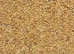 Finest Quality Alfalfa Seed