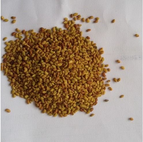 Medicago Sativa Seeds (Alfalfa Seed)