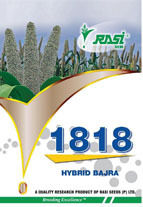 Reliable Hybrid Bajra Seeds