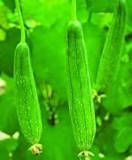 Sponge Gourd Seeds From Rasi