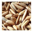 Superior Quality Barley Seeds
