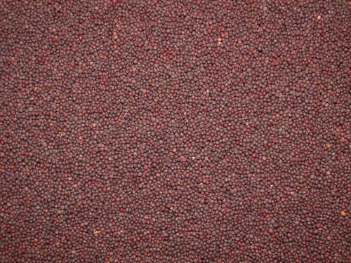 Good Quality Mustard Seed