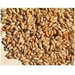 Highly Useful Neem Seeds