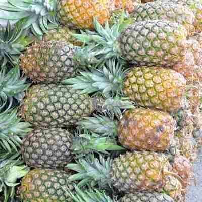 Tasty And Fresh Pineapple