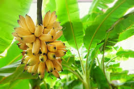 Fresh Banana Fruits