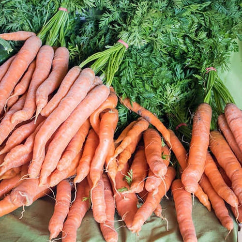 Agriculture Carrot Seeds