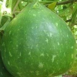 Hybrid Bottle Gourd Seeds